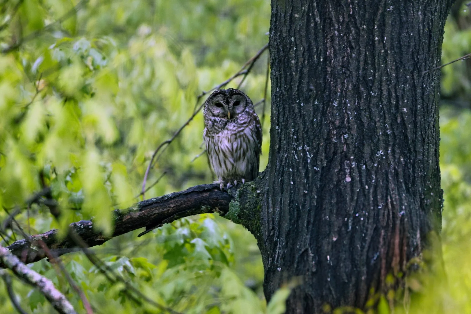 Owl sheltering under old tree