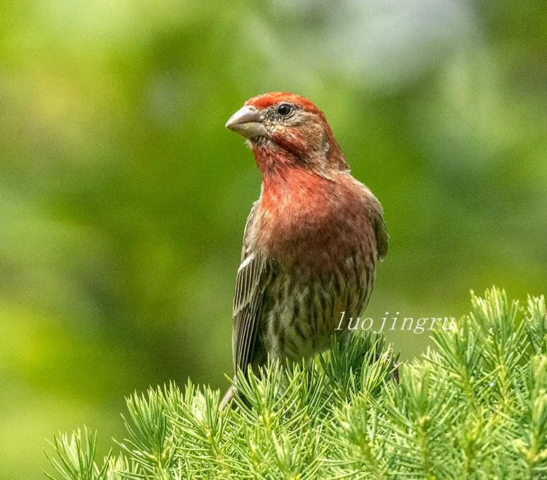 A young male house finch perches in the garden, its red coloring still coming in.