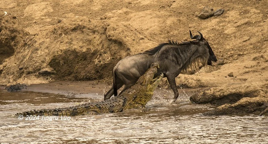 A wildebeest breaks free from a crocodile's grip on a riverbank during a Mara River crossing.