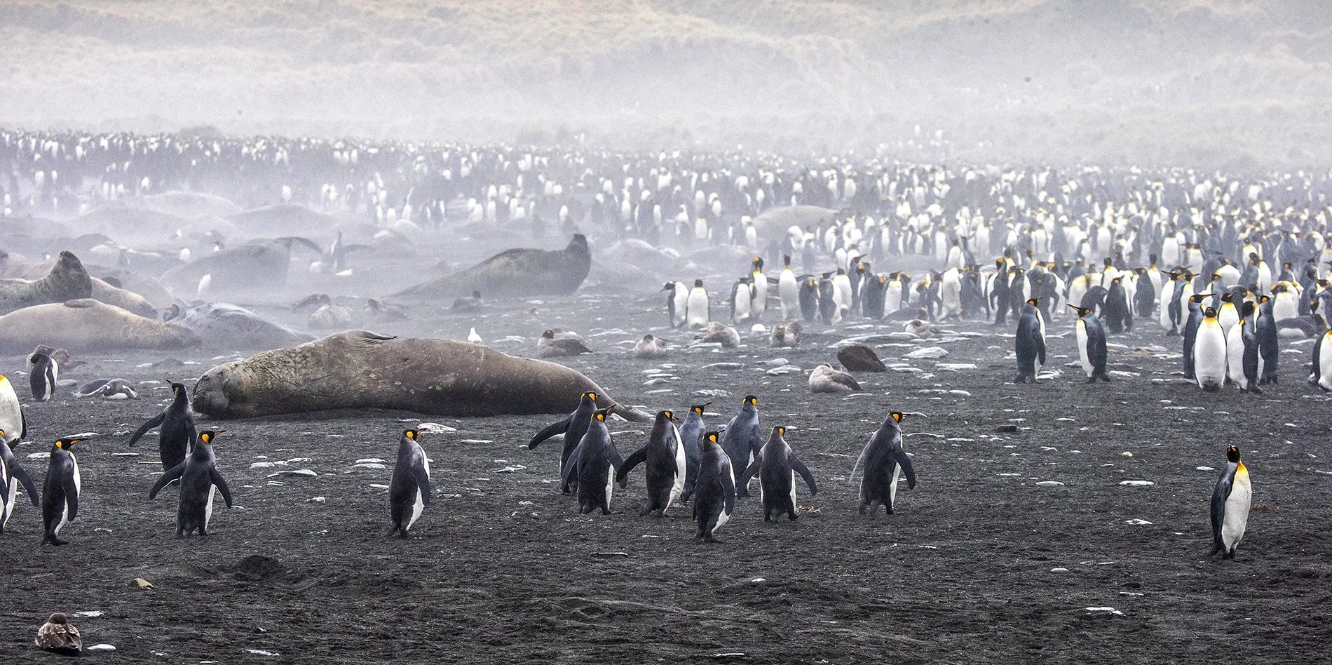 A large gathering of king penguins and southern elephant seals on a misty, rocky beach in Antarctica.