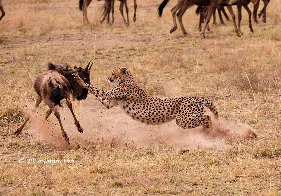 A cheetah brings down a wildebeest in a cloud of dust on the open grassland of the Maasai Mara.