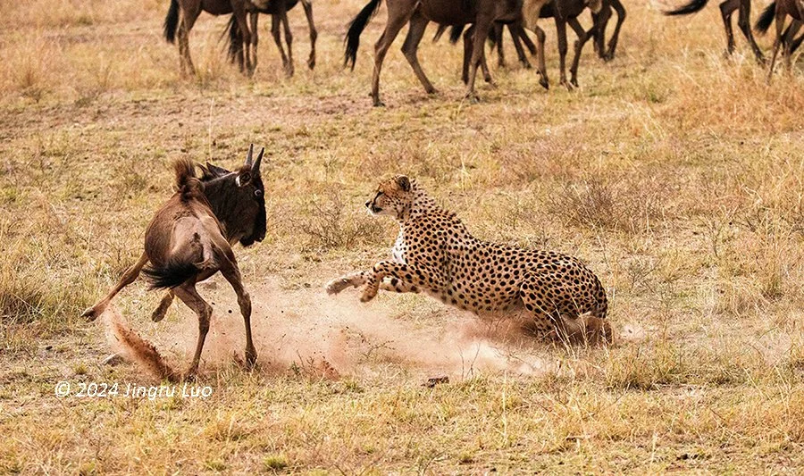 A cheetah lunges at a young wildebeest that has turned to face it head-on across the open savanna.