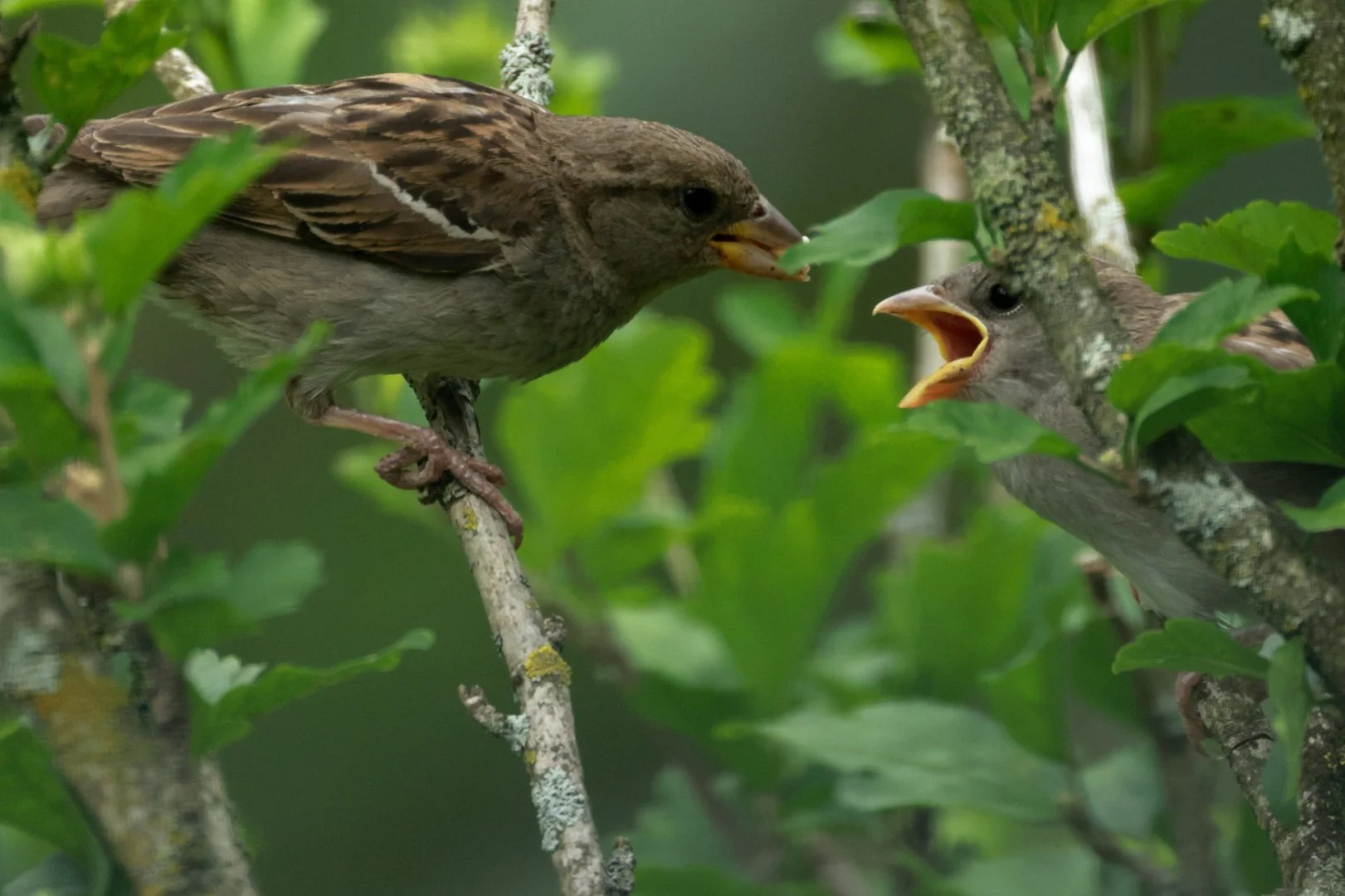 Two sparrows perched on tree branches, with one bird feeding the other amidst green leaves.