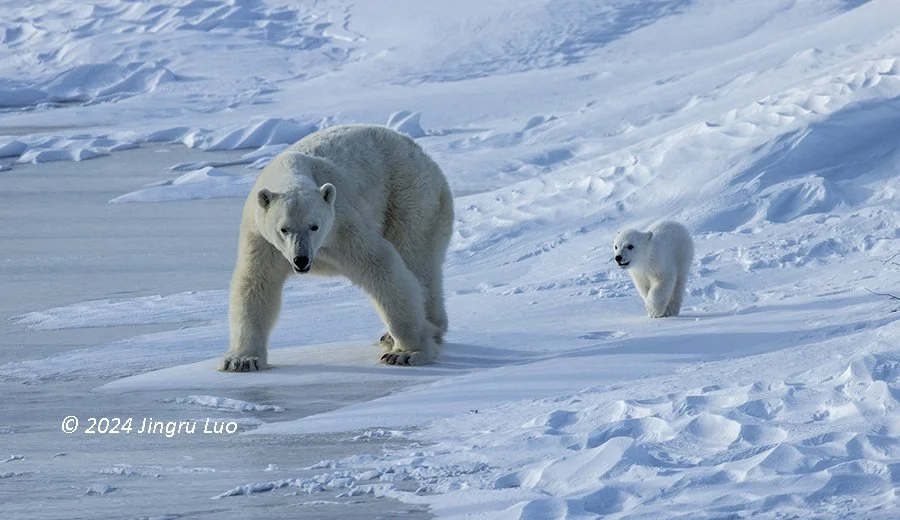 A polar bear mother walks across icy tundra with a small newborn cub following close behind her.