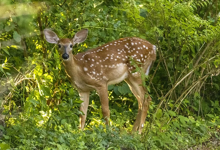 A young spotted deer stands in a garden setting.