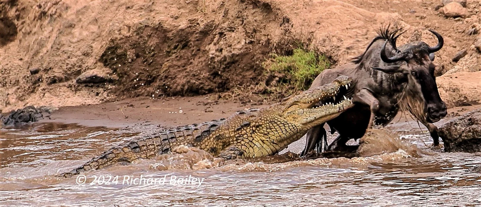 A crocodile grips a wildebeest during a river crossing on the Mara River.