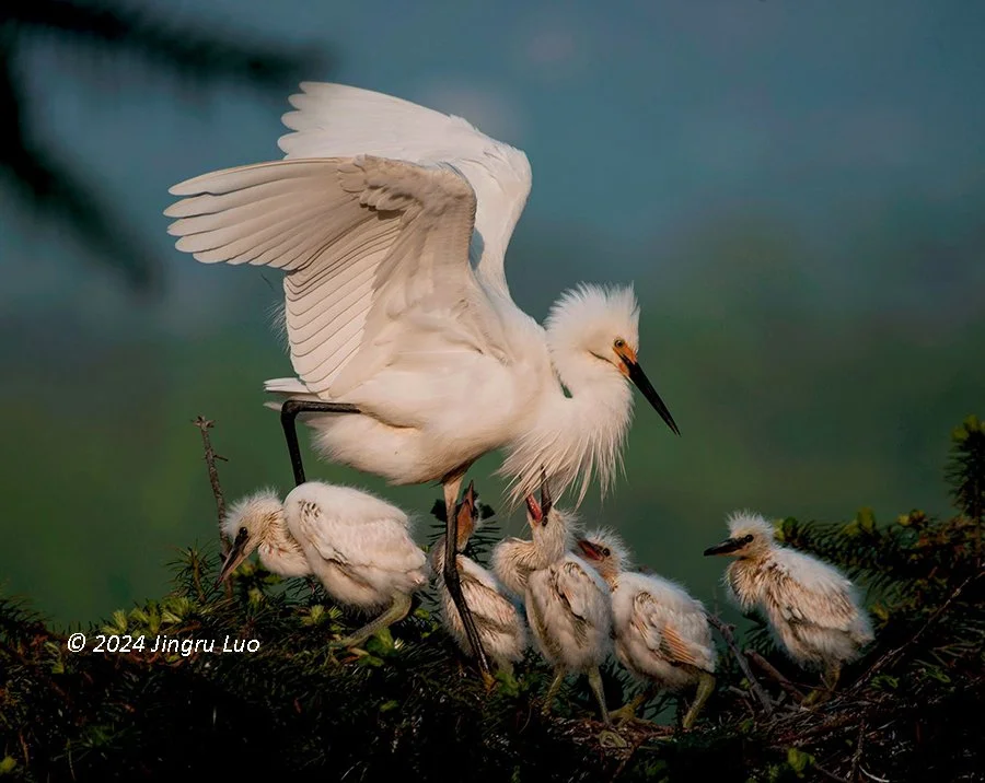 A Chinese egret with several chicks in a nest.
