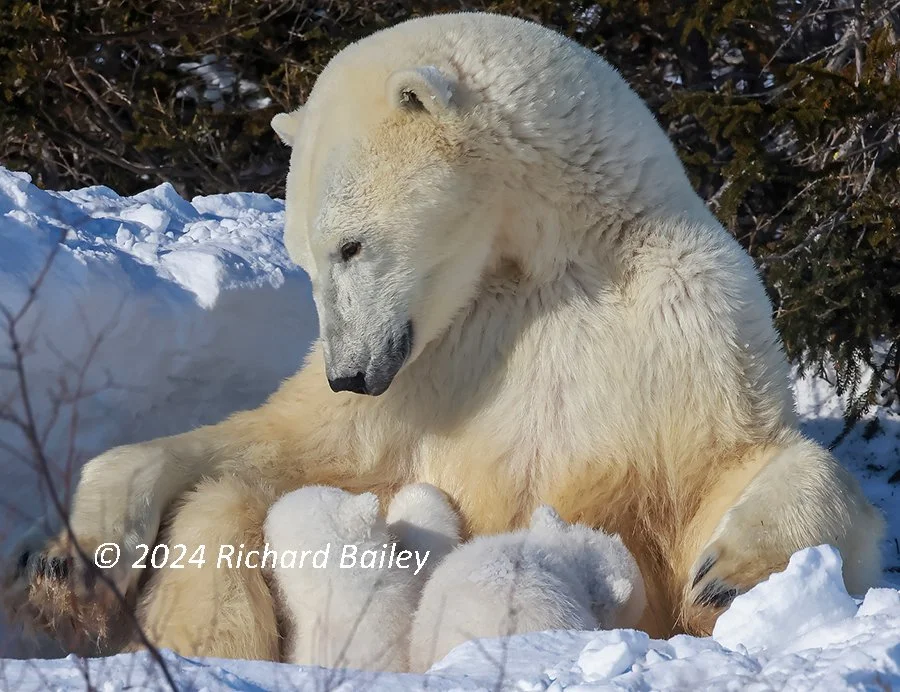 A polar bear mother rests in a hollow she has dug in the snow while her three cubs nurse against her, far north of Churchill, Canada.