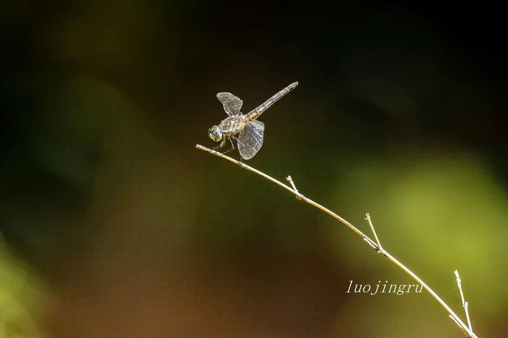 Dragonfly perched on a thin twig against a blurred natural background.