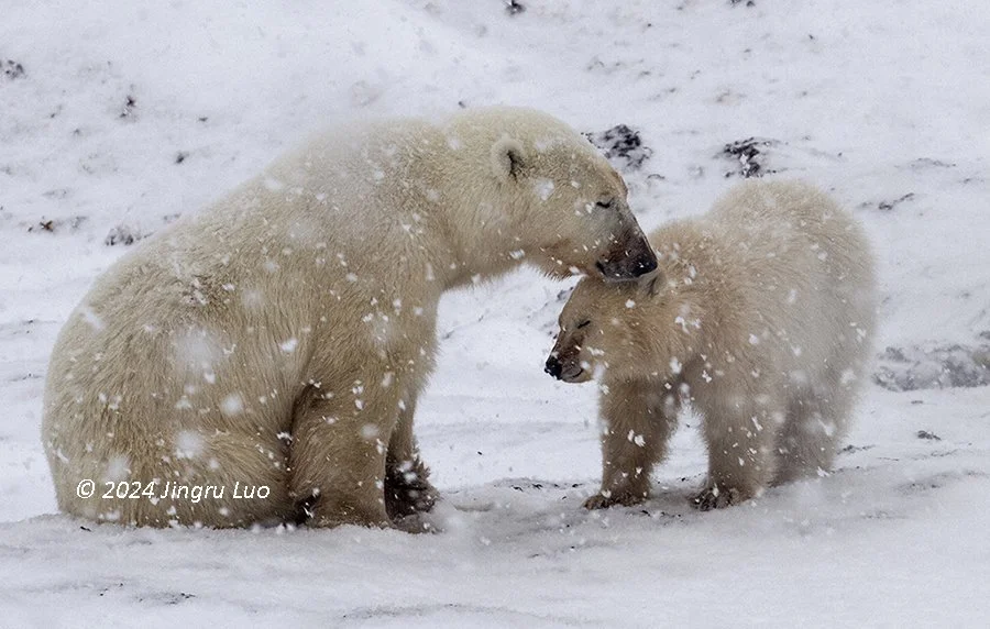 A polar bear mother sits in falling snow looking down at her cub, who stands directly beneath her chin.