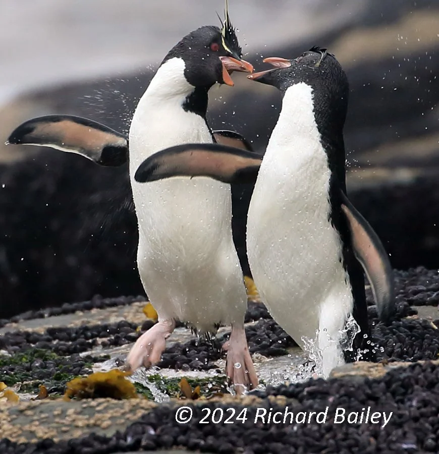 Two rockhopper penguins face off in a shallow puddle on the rocky shoreline of Saunders Island, wings spread and water splashing around them.