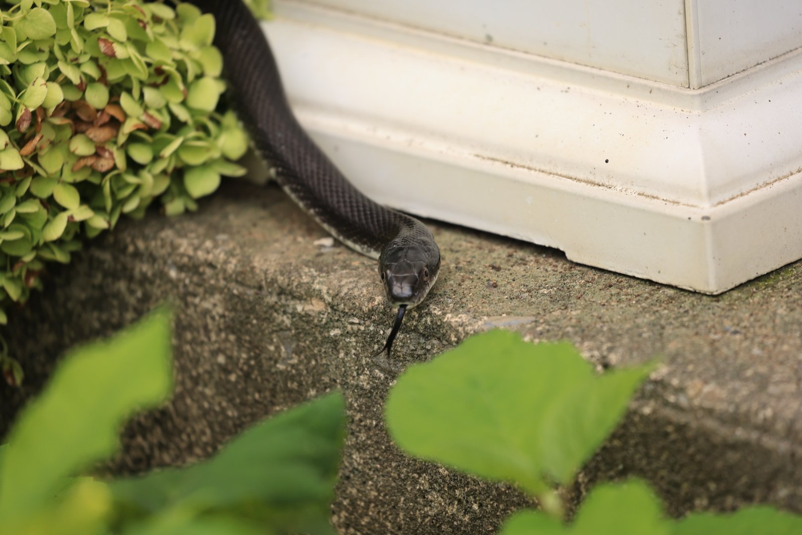Snake in Rich and Jingru's Garden