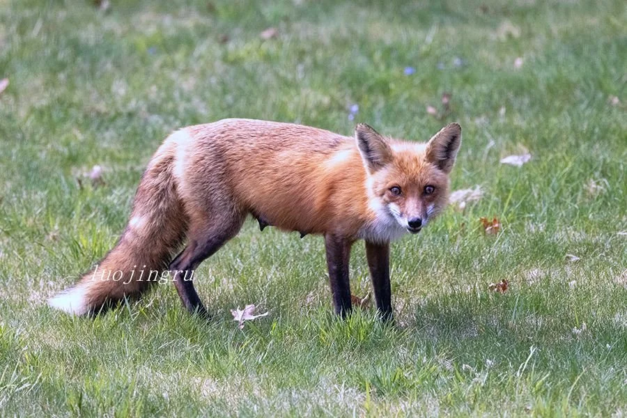 A red fox moves through a garden, its coat bright against the surrounding greenery.