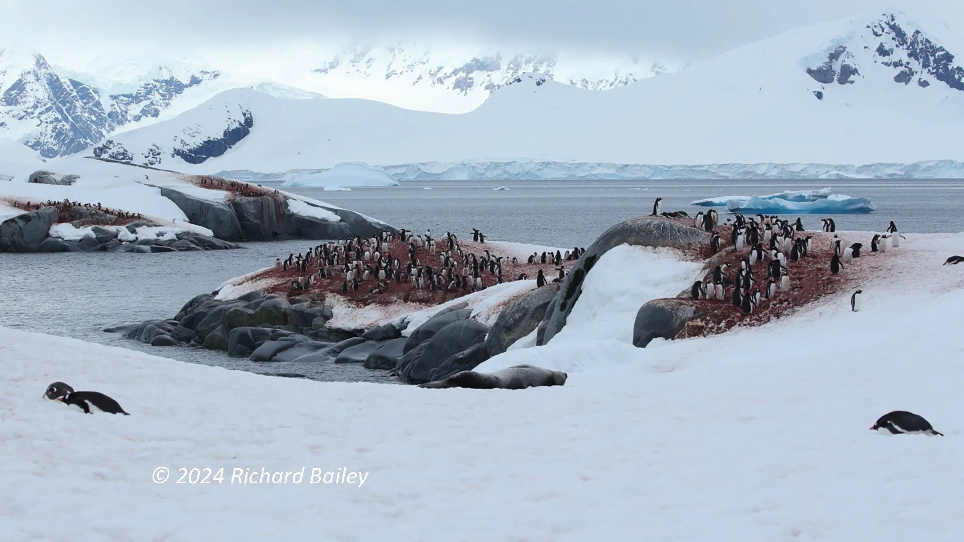 A large penguin colony spread across an Antarctic shoreline with snow-covered terrain and icebergs in the background.