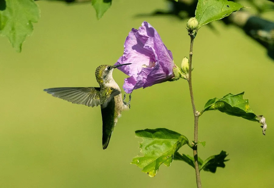 A ruby-throated hummingbird hovers beside a purple rose of Sharon blossom.