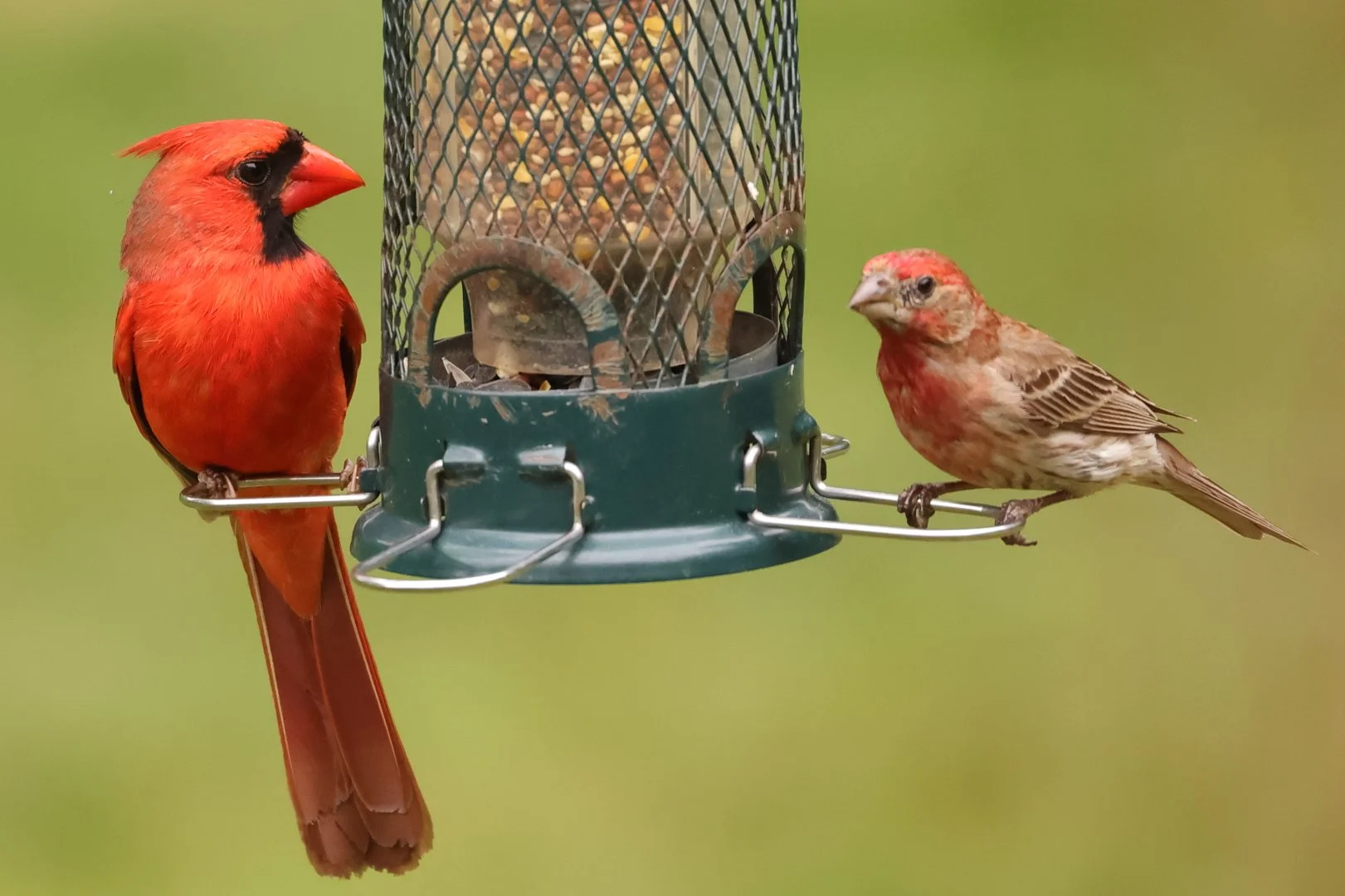 A red cardinal and a house finch perched on a bird feeder against a green background.