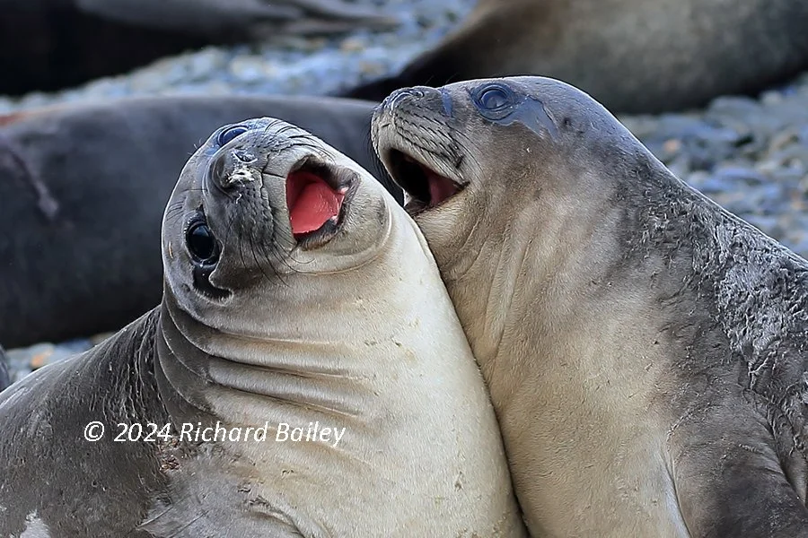 Two juvenile elephant seals interact playfully on a beach, their mouths open in what looks like a smile.