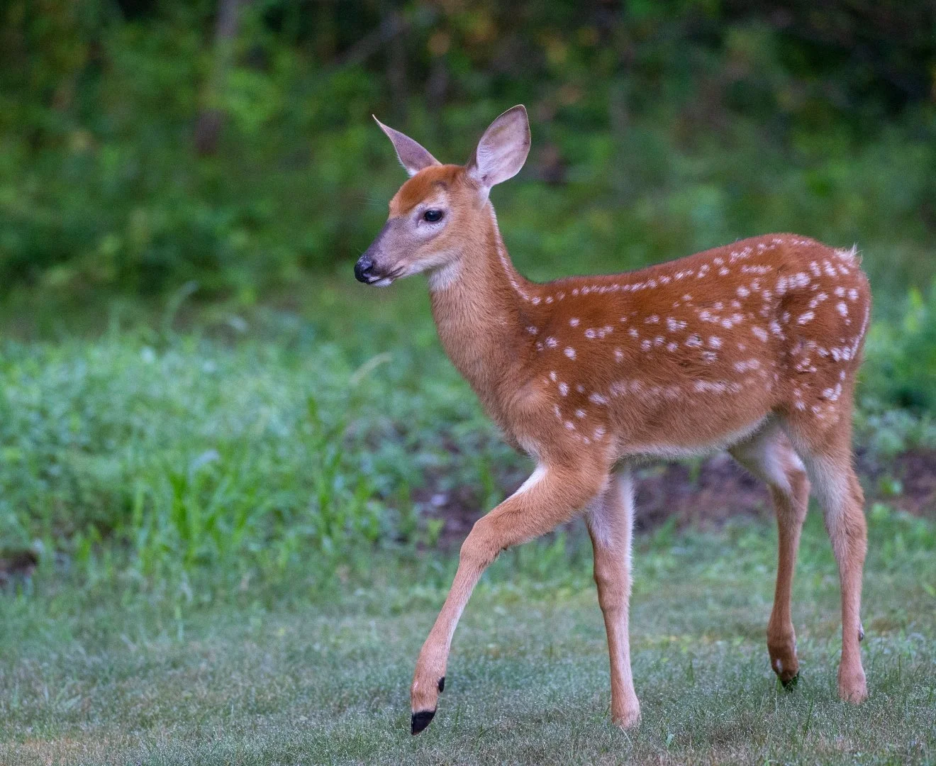 A white-tailed fawn with white spots on its back stands in a grassy area with forest behind.