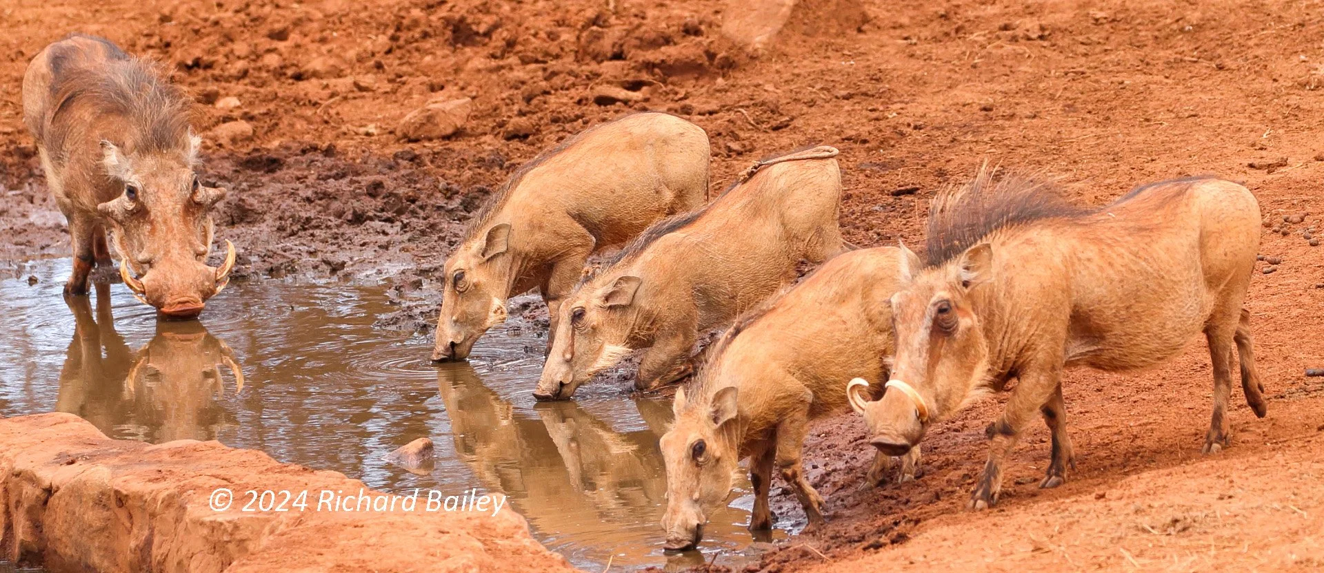 Five warthogs drinking from a muddy pond on a dirt background.