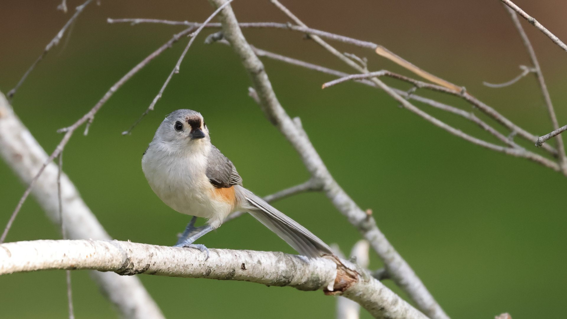 Small bird perched on a thin branch against a green background.