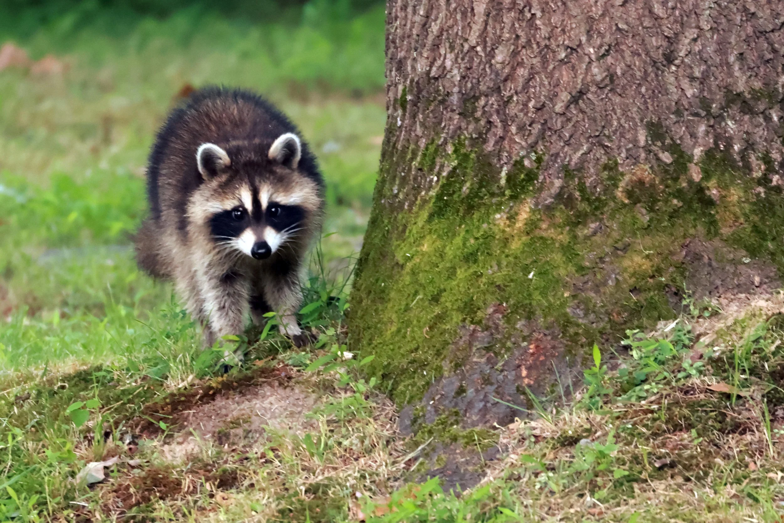 A raccoon walks across grass beside a moss-covered tree trunk.