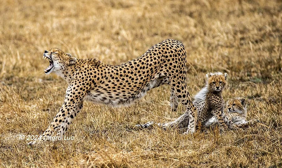 A cheetah stretches and yawns beside two cubs sitting on the grass of the Maasai Mara.
