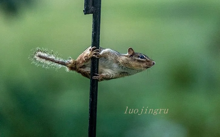 A chipmunk sits on a bird feeder, cheeks full of seed.