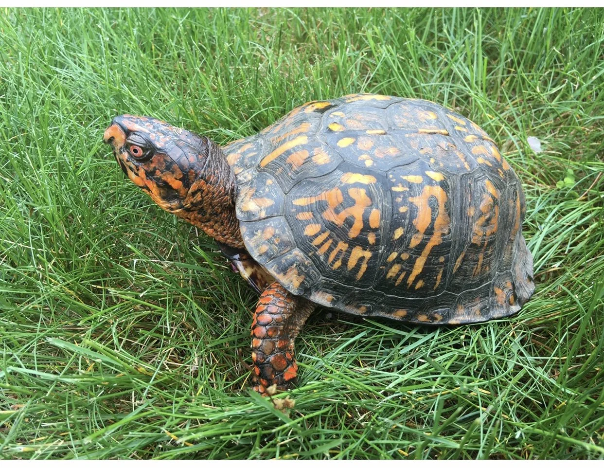 Turtle in Rich and Jingru's Garden