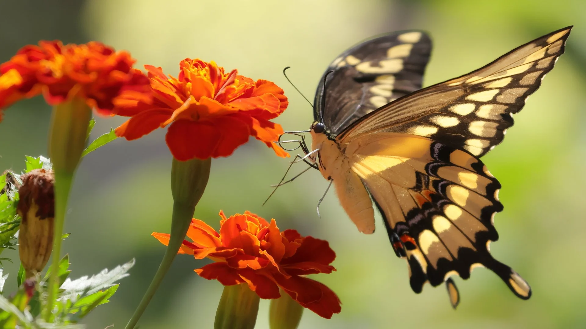 Butterfly feeding on orange marigold flowers