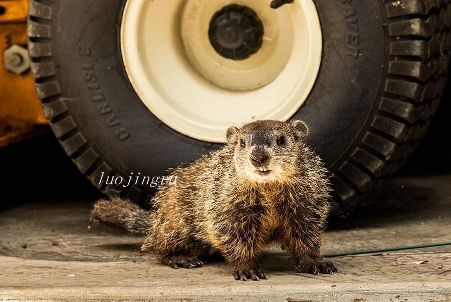 A woodchuck shelters underneath a tractor in the garden.