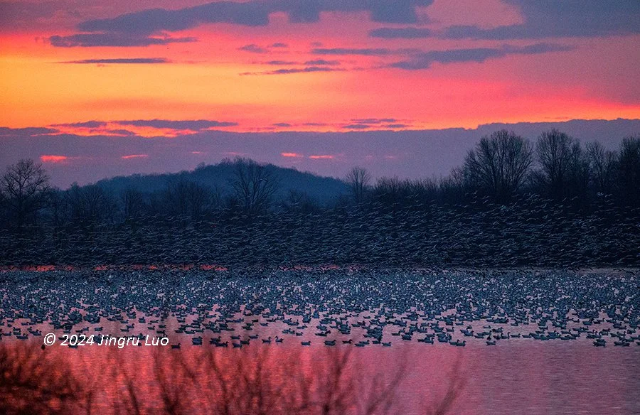 Migrating Snow Geese at Middlecreek Wildlife Nature Conservation area in Pennsylvania