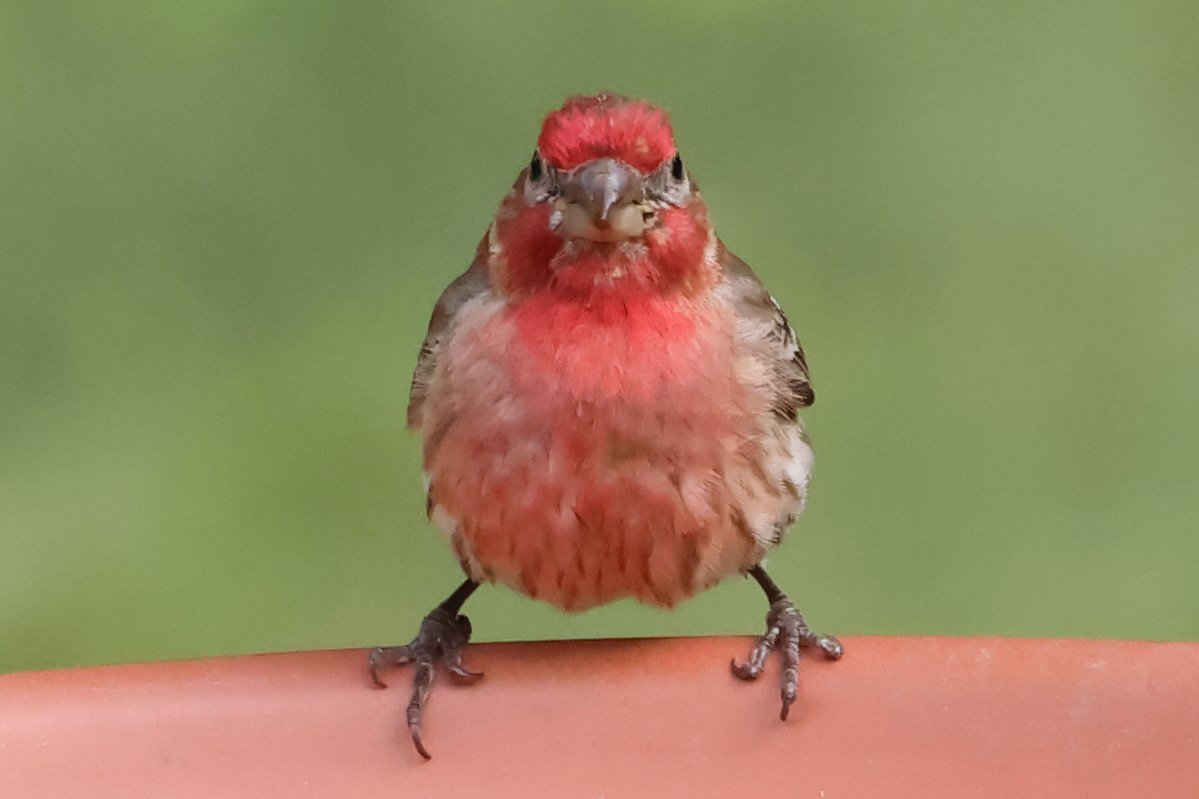 A male house finch with bright red plumage on its head and breast perches against a soft green background.