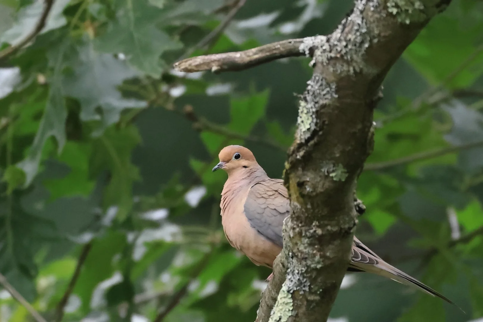 Mourning dove perched on a tree branch surrounded by green leaves.