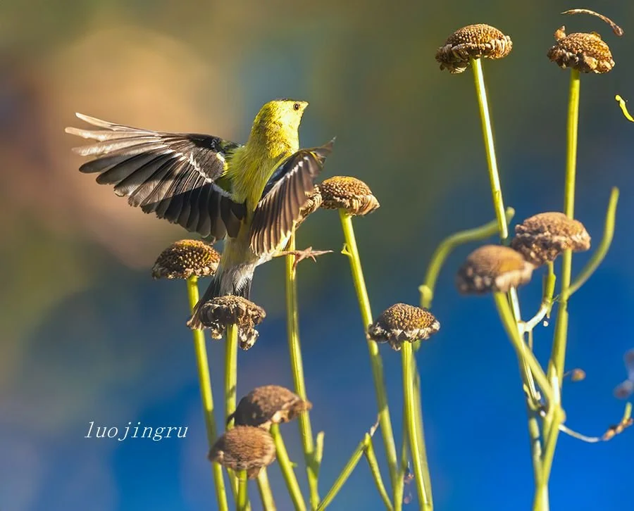 A bright yellow bird spreads its wings while perched on dried flower stems against a blue background.