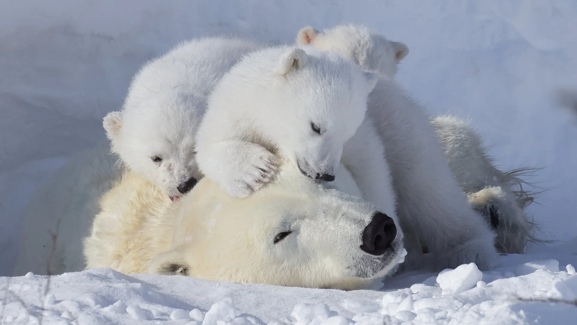Cute polar cubs with impressively large mom