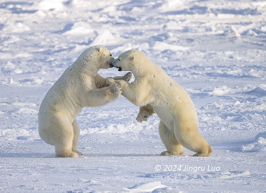 Two polar bears rear up on their hind legs in the snow with front paws touching, as though boxing.