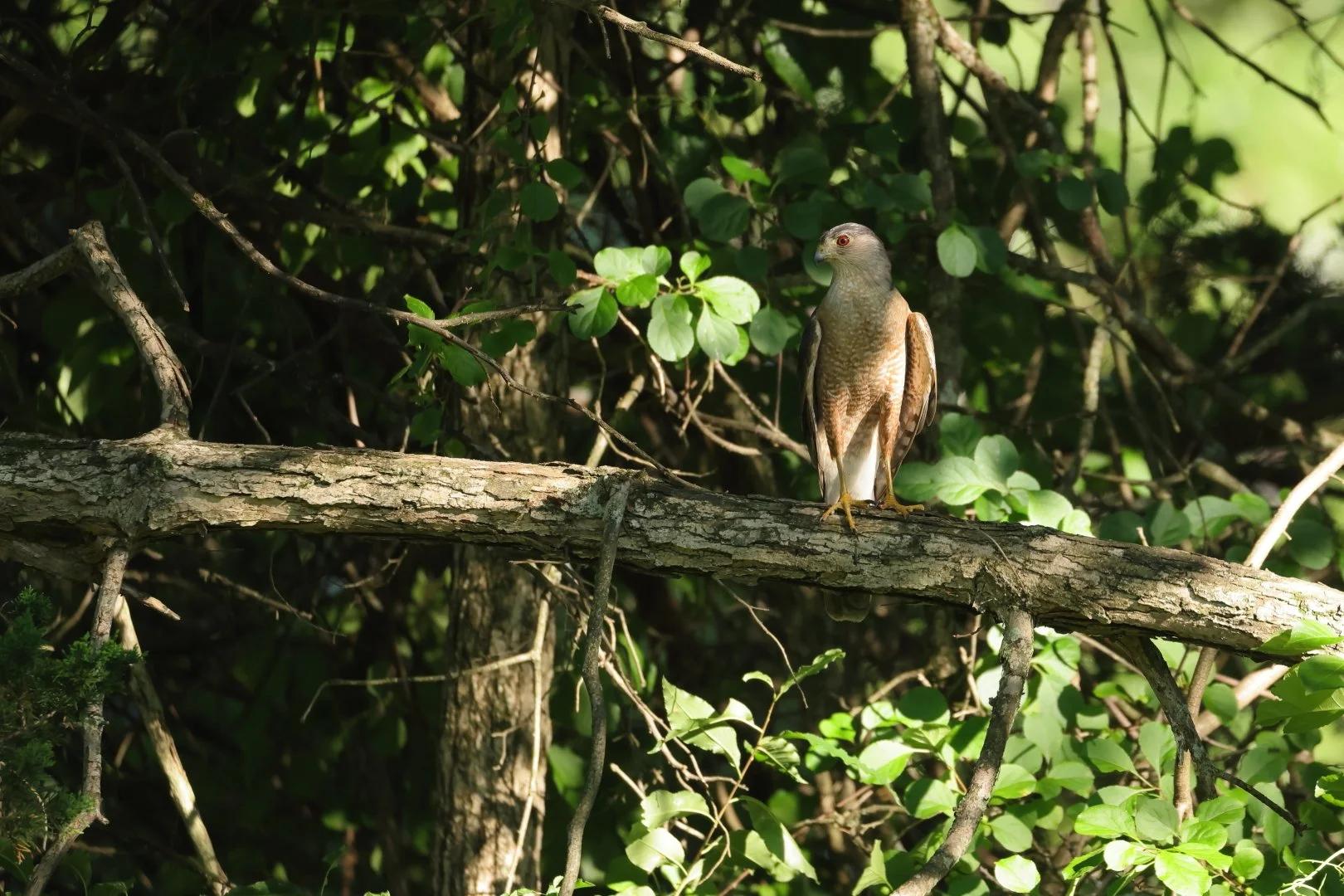 A bird of prey perched on a tree branch surrounded by green leaves and dense foliage.