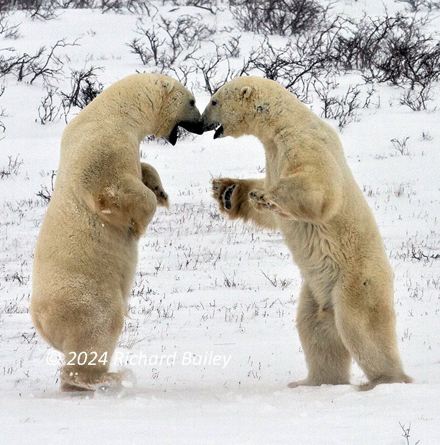 Two young polar bears rear up on their hind legs facing each other, noses almost touching, in the snow.