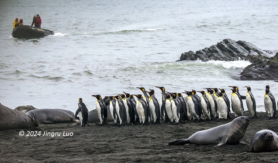 King penguins line a rocky subantarctic shore as an inflatable Zodiac carrying expedition passengers approaches the beach, with elephant seals resting nearby.