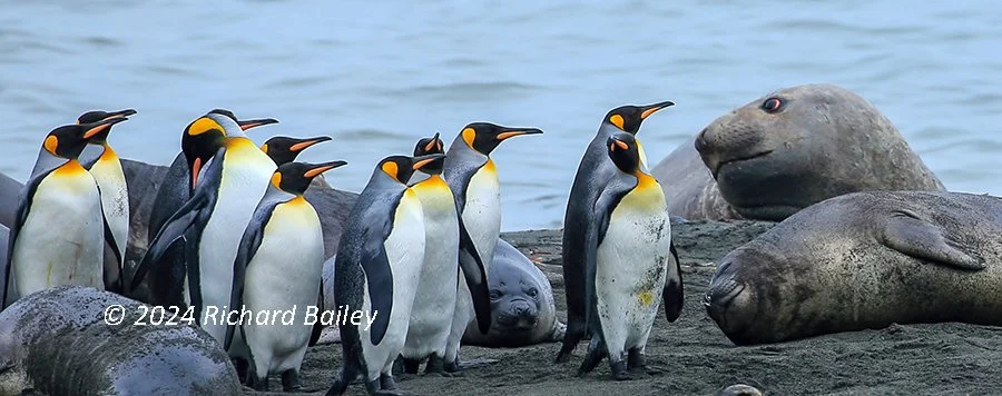 A group of king penguins stands on a rocky shore beside sleeping seals and a seal pup, with ocean water behind them.