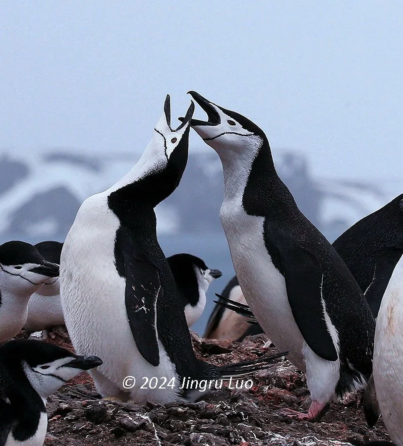 Two chinstrap penguins stand side by side on a snowy slope with their heads tilted back and beaks open, calling.