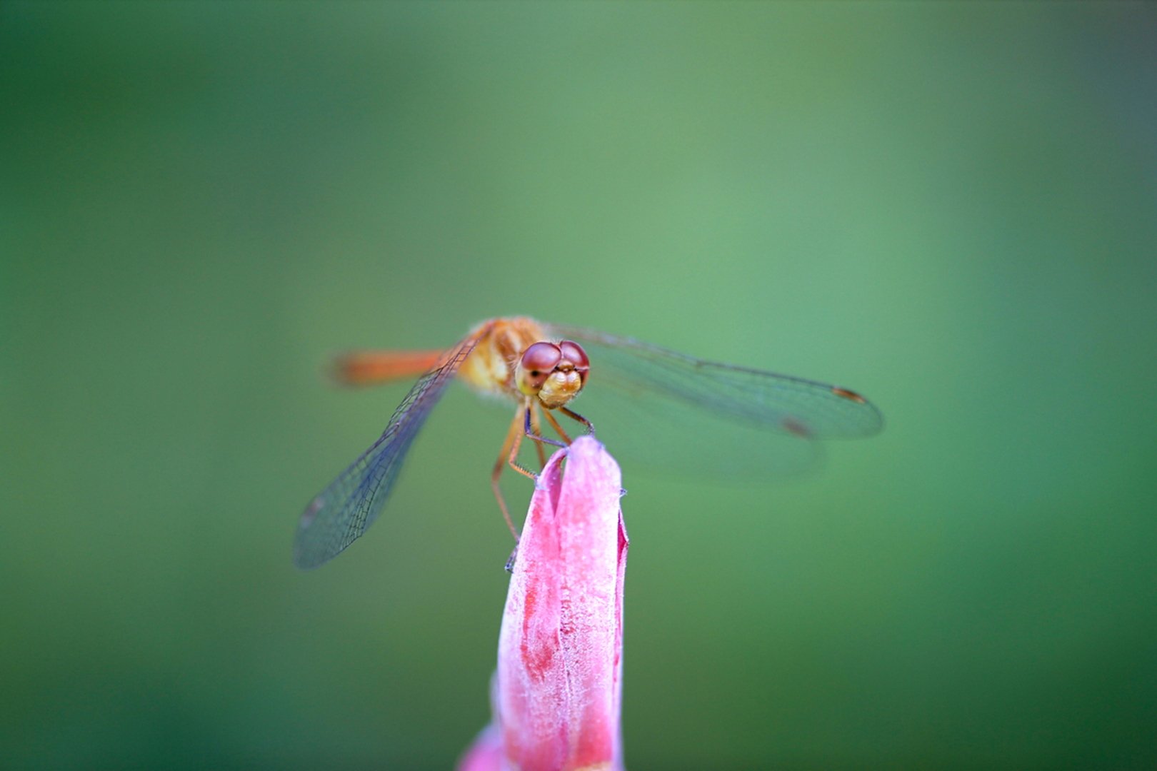 Close-up of a dragonfly perched on a pink flower bud against a green background.