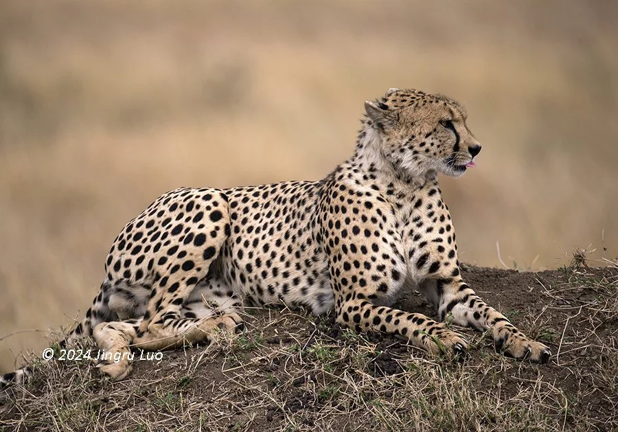 A cheetah rests on a termite mound looking to the side, against a soft blurred background.