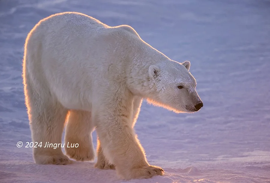 A polar bear stands in the snow backlit by a glowing sunset over Hudson Bay.
