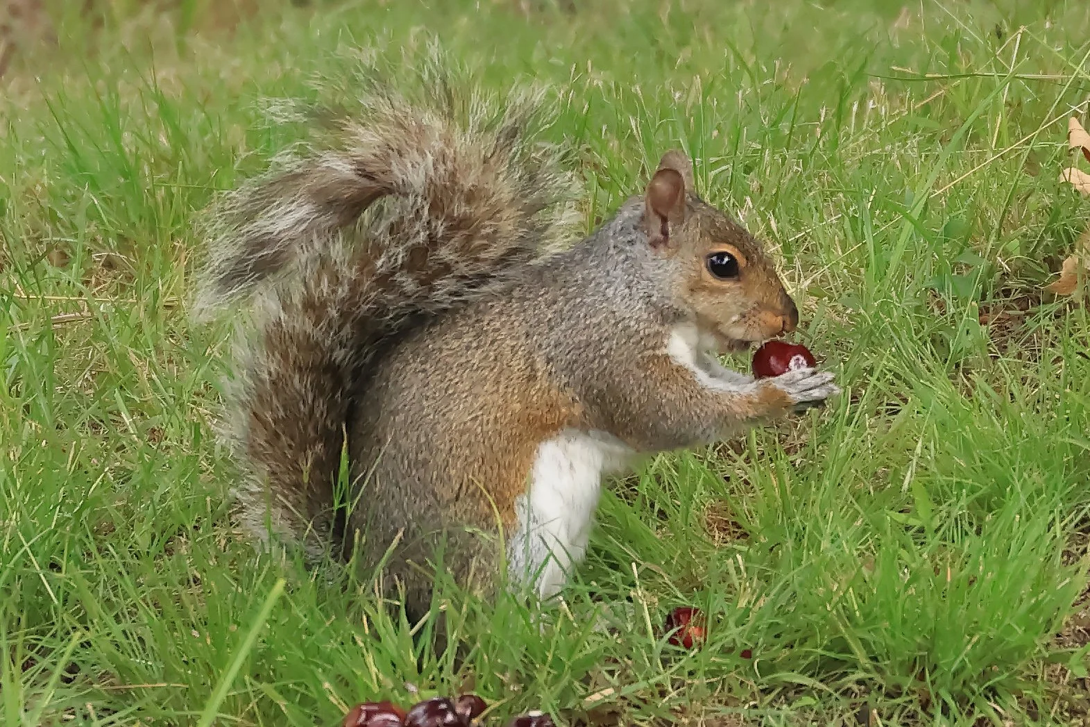 A squirrel holds and eats a cherry in the garden.