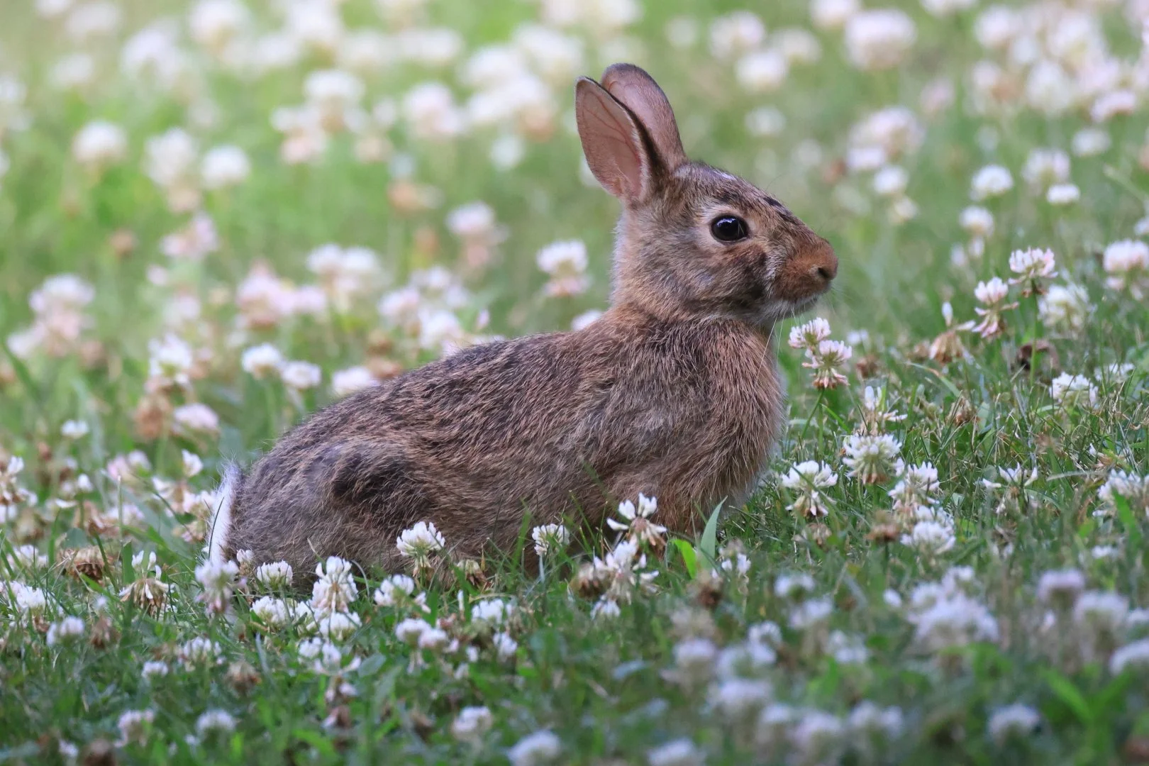 A brown rabbit sitting in a field of white clover flowers with a blurred green background in Hopewell Junction, New York