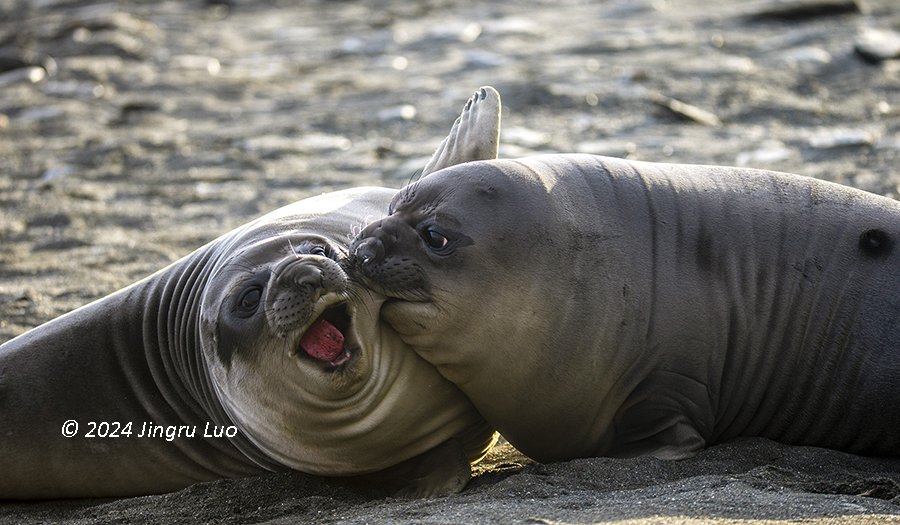 Two young elephant seal pups tumble and play together on a snowy Antarctic beach.