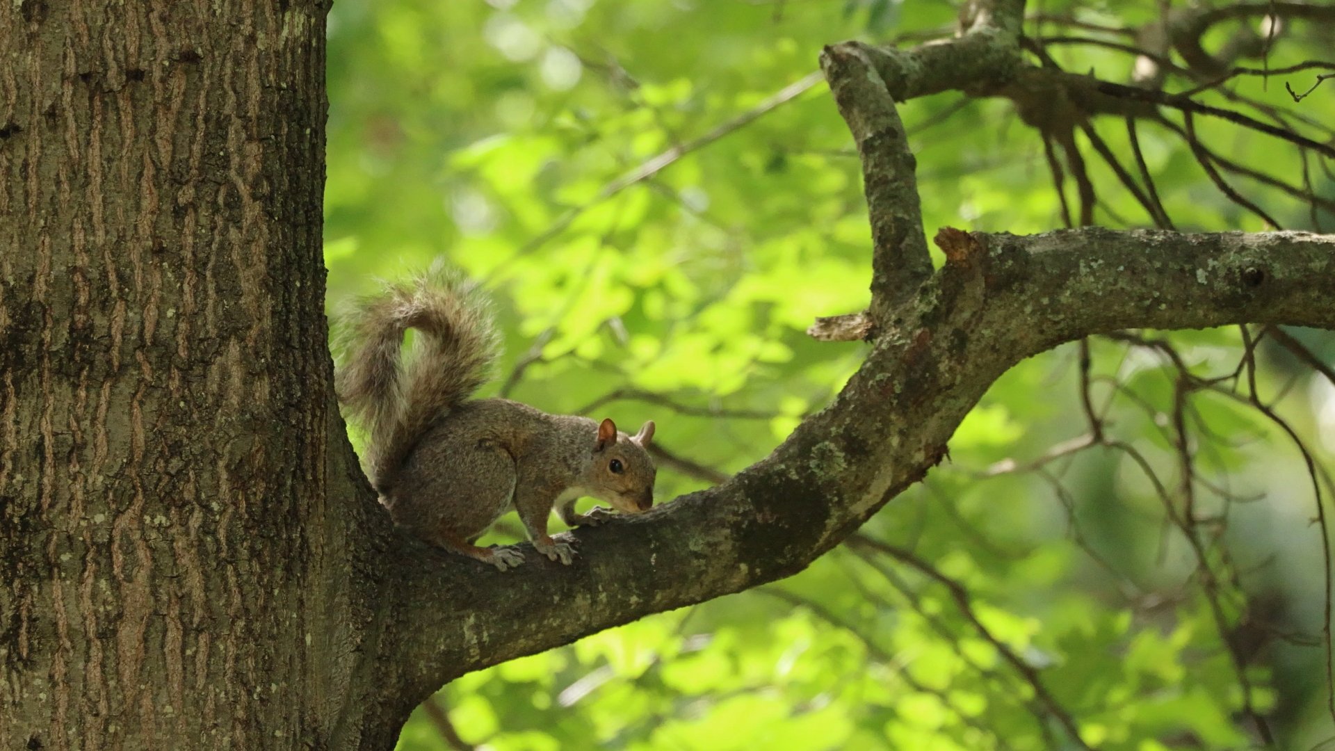 Squirrel on tree branch with green leaves in background