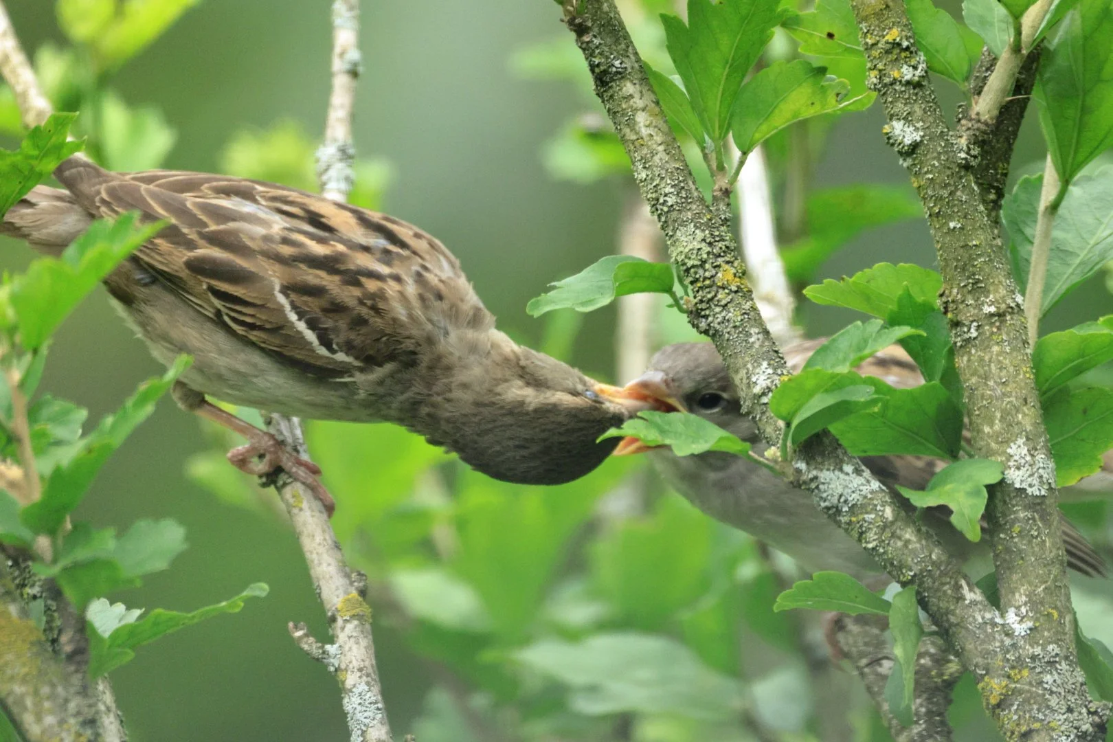 An adult bird feeds a chick in a tree surrounded by green leaves.