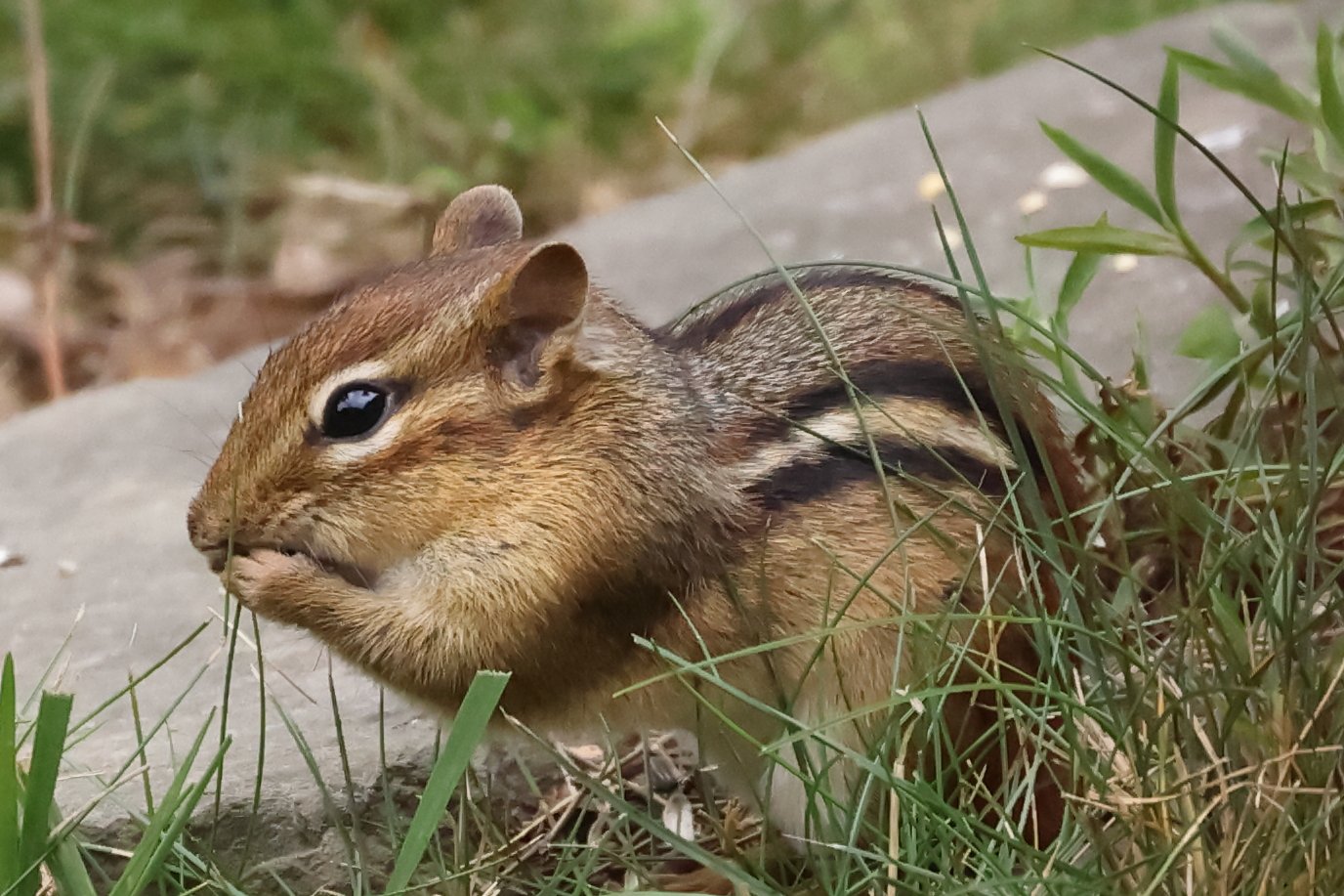 An eastern chipmunk sits in green grass eating, cheeks partly full.